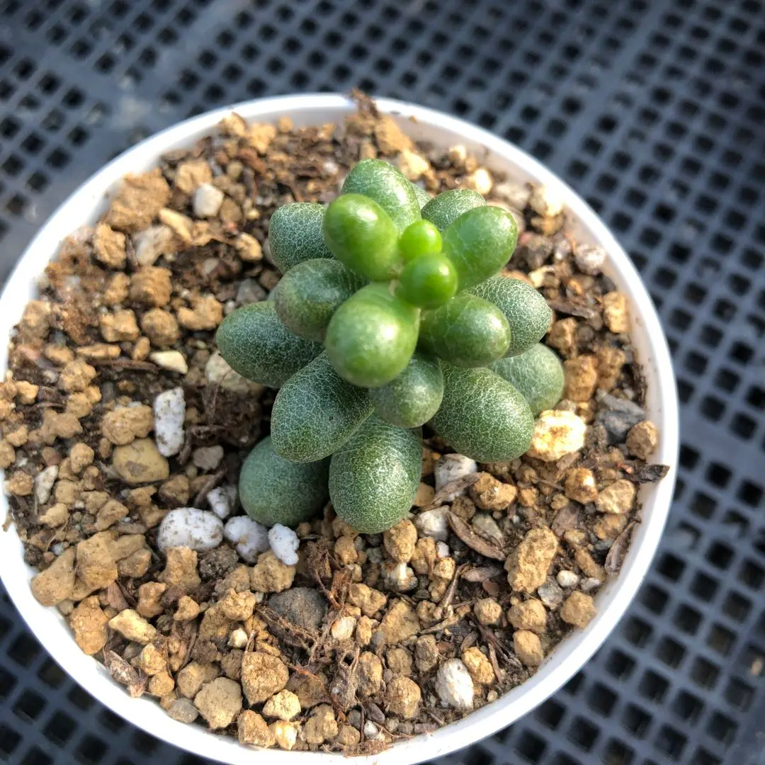多肉植物七彩フェネストレリア錦2個セットとセダム属 緑亀の卵 1個 緑亀の卵「多肉植物②」のアルバム-みんなの趣味の園芸1223602