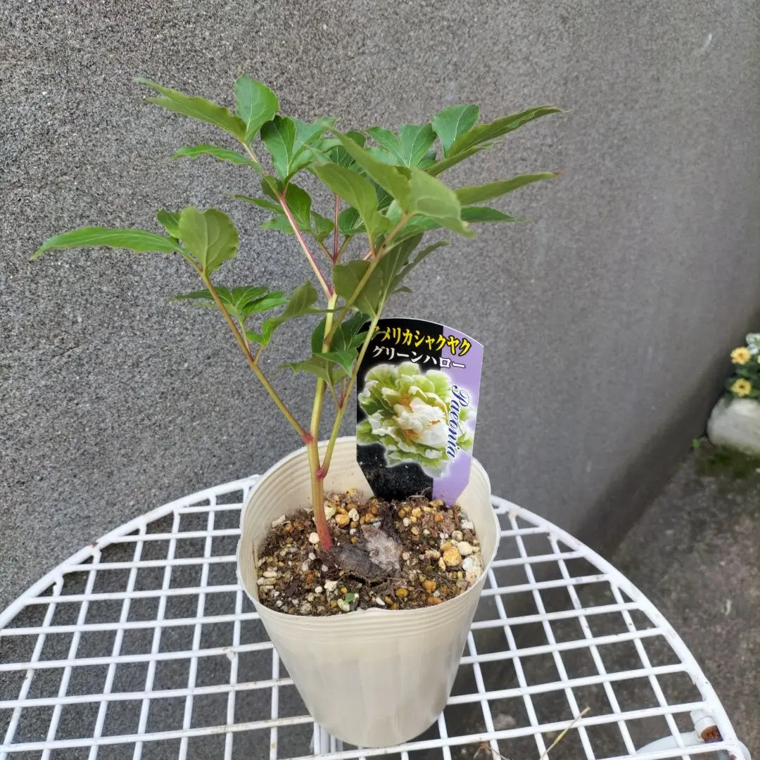 花苗 アメリカシャクヤク グリーンハロー 1株 花の苗 : 花と緑