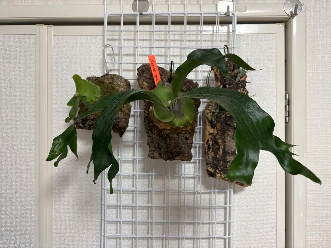 ビカクシダ アンディナム 胞子培養 platycerium andinum 板付 ビカクシダ アンディナム platycerium andinum 胞子培養 板付