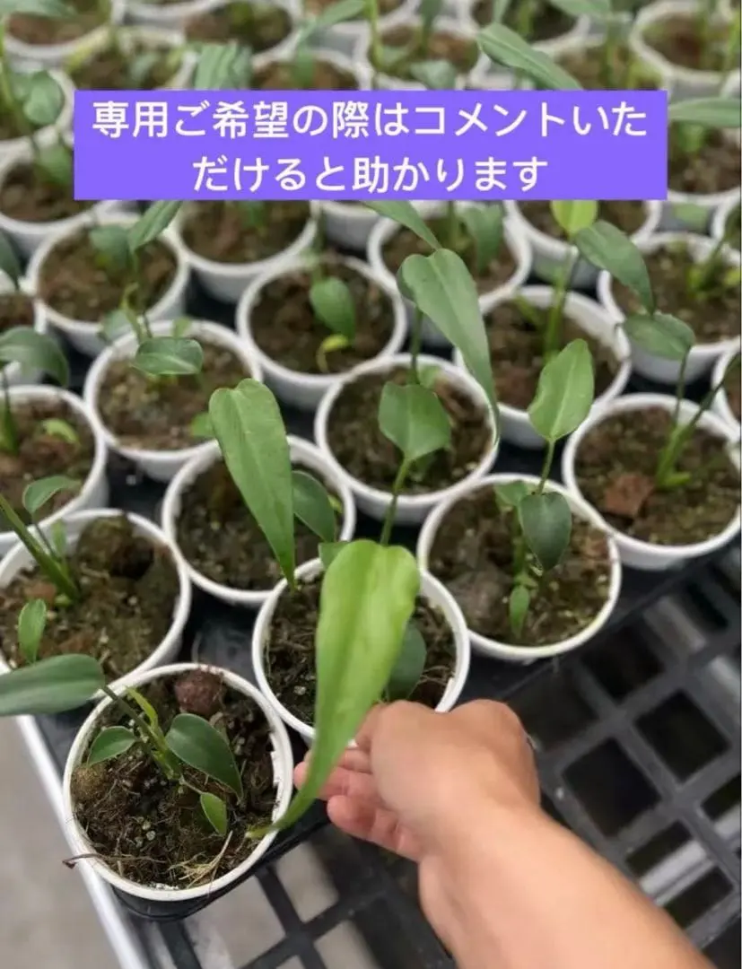 2025年最新】バールマルクスフレーム ディラセラータ モンステラの人気