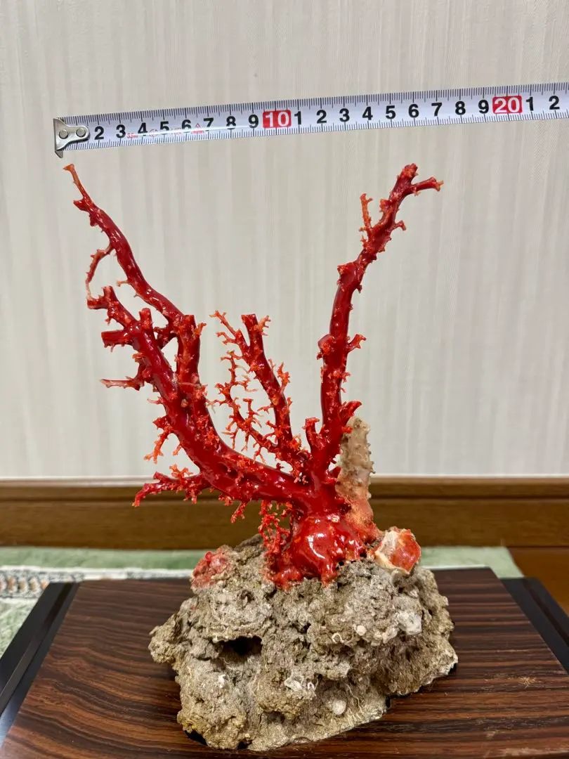 【血赤珊瑚原木】希少！＊血珊瑚＊天然 原木 サンゴ オブジェ 手渡し推奨 血赤珊瑚原木】希少！＊血珊瑚＊天然 原木 サンゴ オブジェ