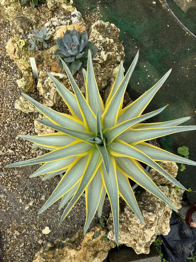 2025年最新】アガベクイックシルバーの人気アイテム - メルカリ