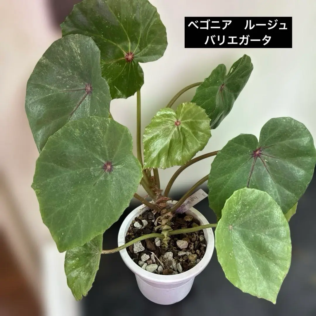 レア　ベゴニア　ルージュ　Variegated Begonia Rouge大苗② Begonia Rouge Variegated for Sale- HappyForestStore