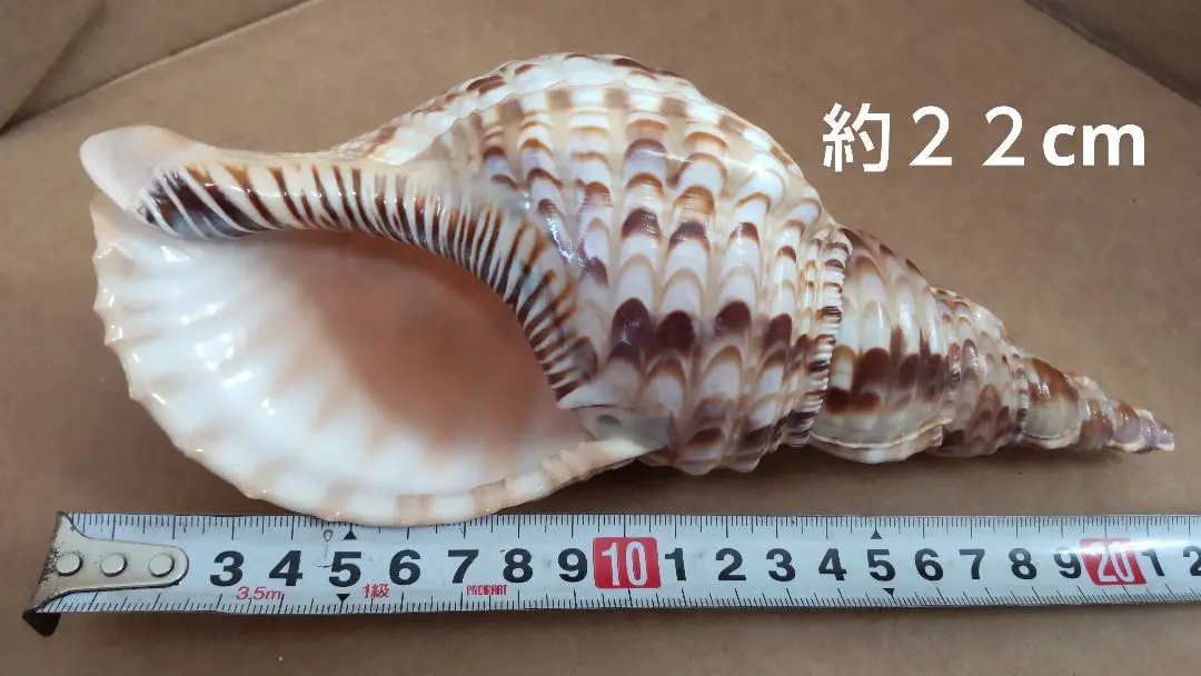 特大肉厚トウカムリ法螺貝　ほら貝　ホラガイ❣️ 日本最大級 希少 超特大肉厚トウカムリ 法螺貝 ほら貝 ホラガイ