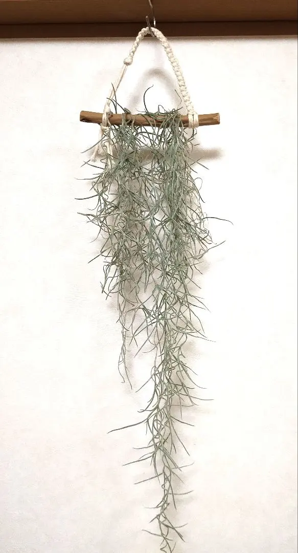 流木 懸掛式 室內裝飾 的縮圖