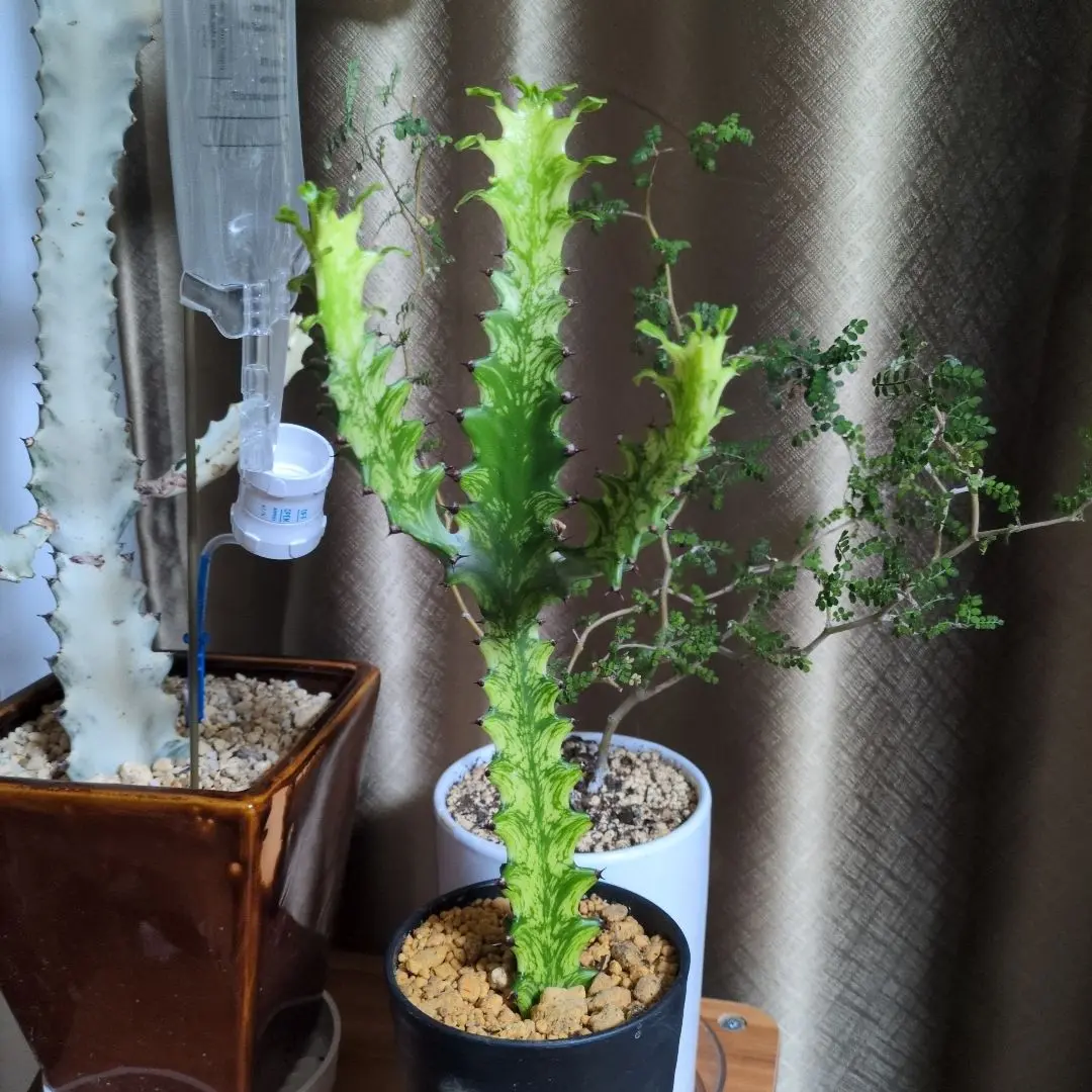 P*Y様 希少種【多肉植物】ユーフォルビア・イエローゴースト（4号深型スリット鉢 2025年最新】イエローゴースト ユーフォルビアの人気アイテム