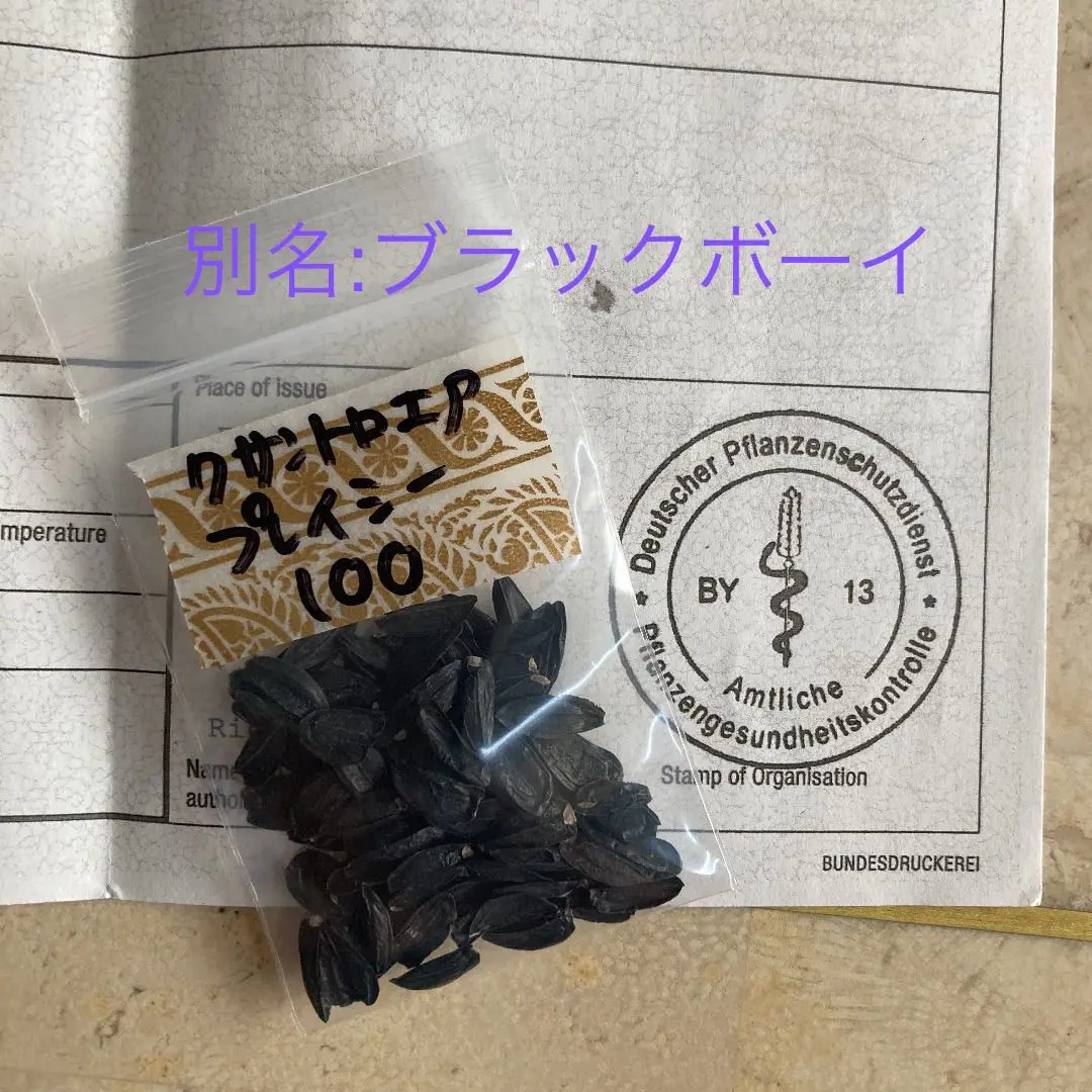 2025年最新】XANTHORRHOEAの人気アイテム - メルカリ