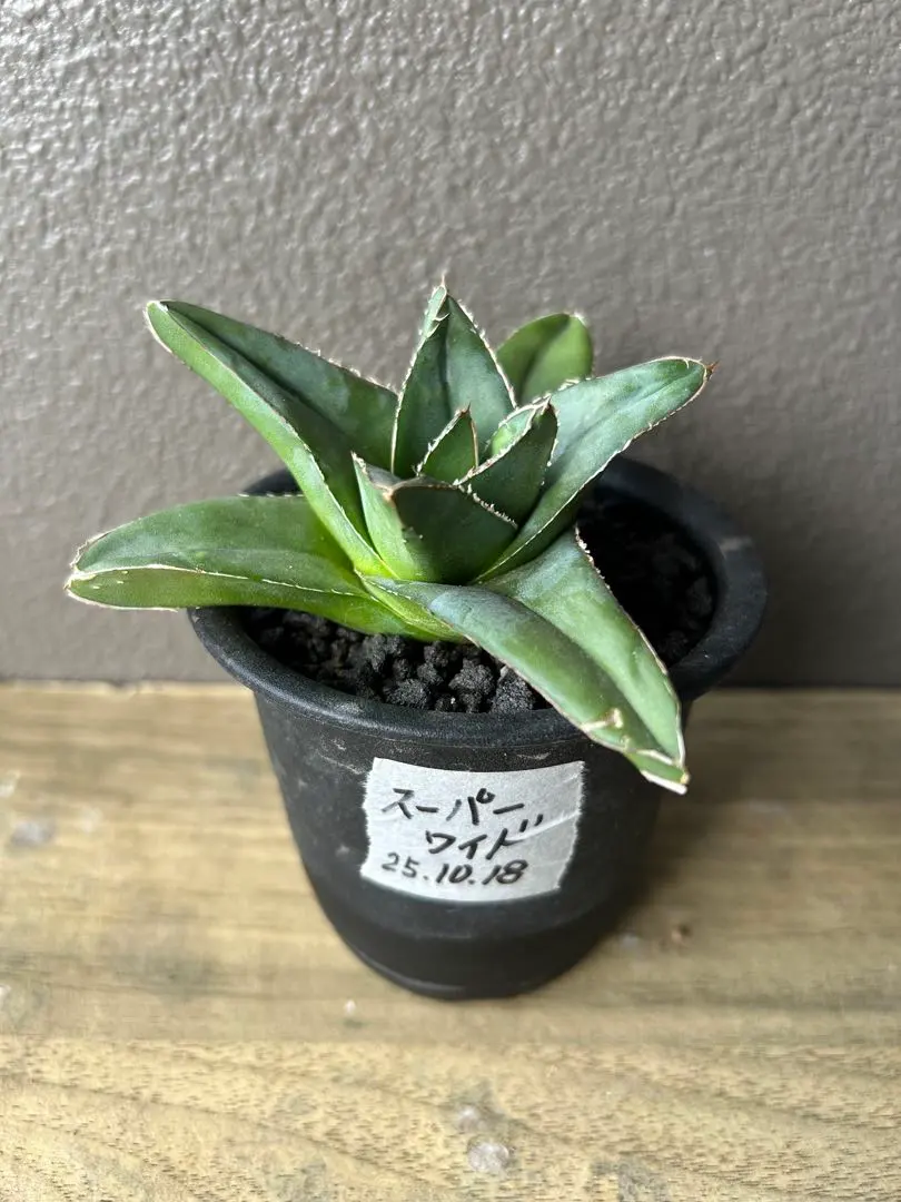 2025年最新】笹の雪 ワイドの人気アイテム - メルカリ