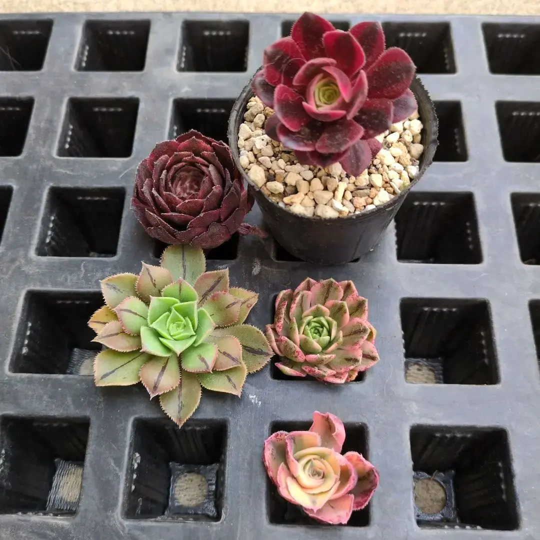 きぃ　アエオニウム セット きぃ様専用 アエオニウム セット - メルカリ