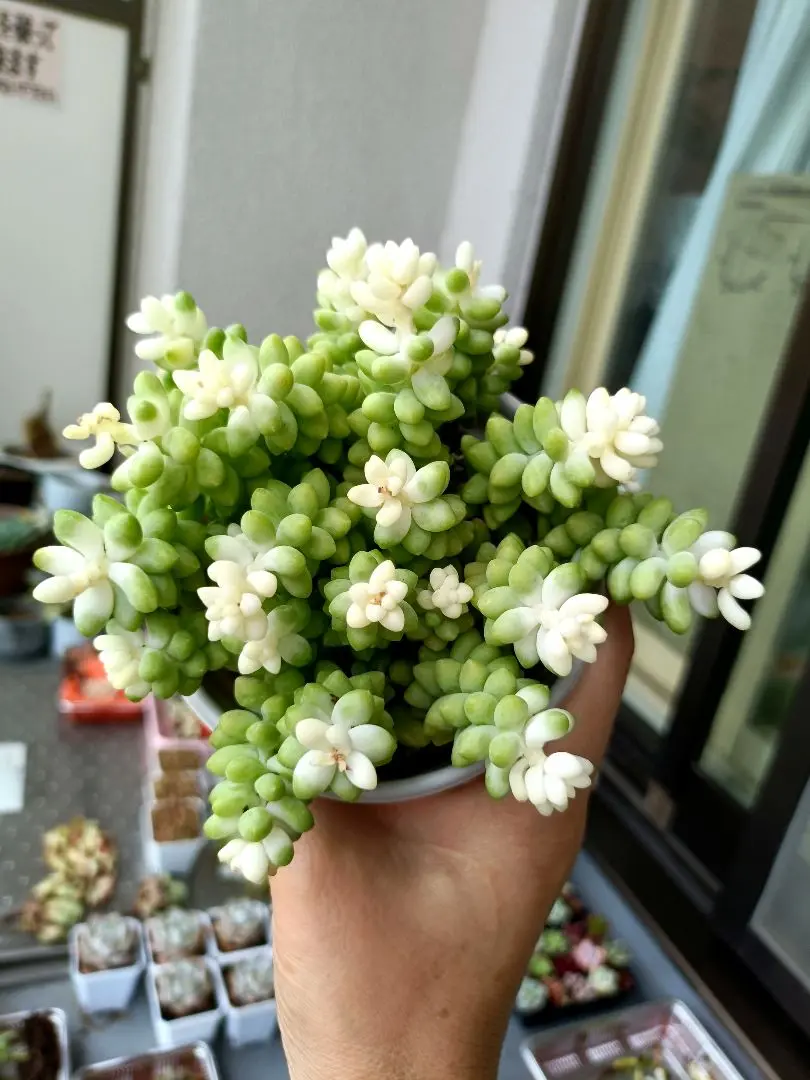 多肉植物 お買い得セット ビアホップ雪花玉 花月 ロココ 銭串錦 吹雪の松 2025年最新】ビアホップ 雪花玉の人気アイテム - メルカリ