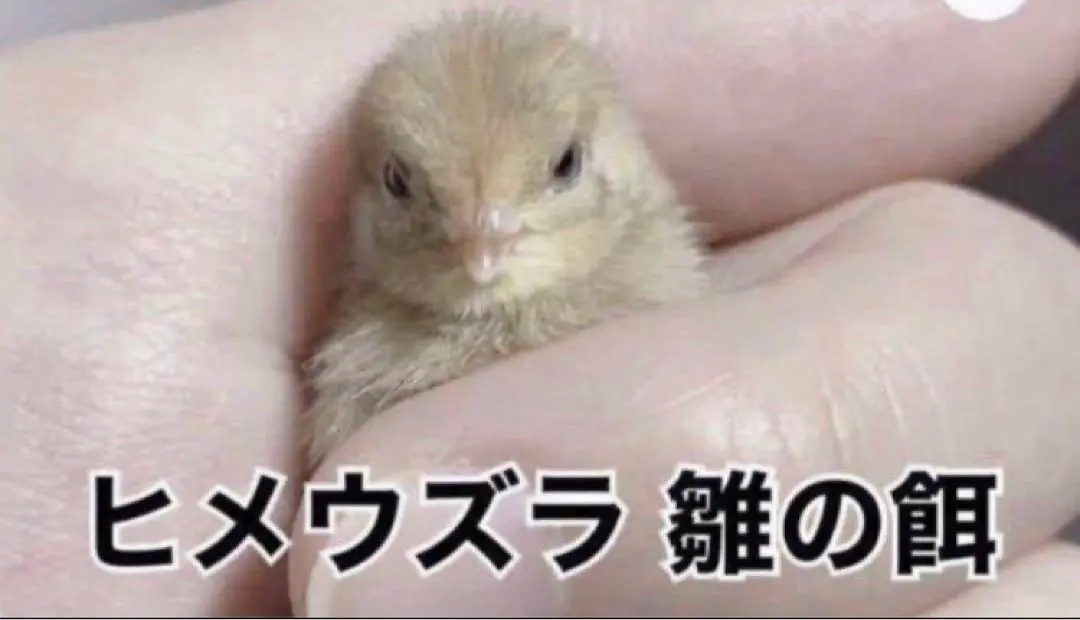 お得 3kg ひめうずら餌 成鳥用 ヒメウズラ 鳥 餌 m31794150286_1.jpg?1737290640