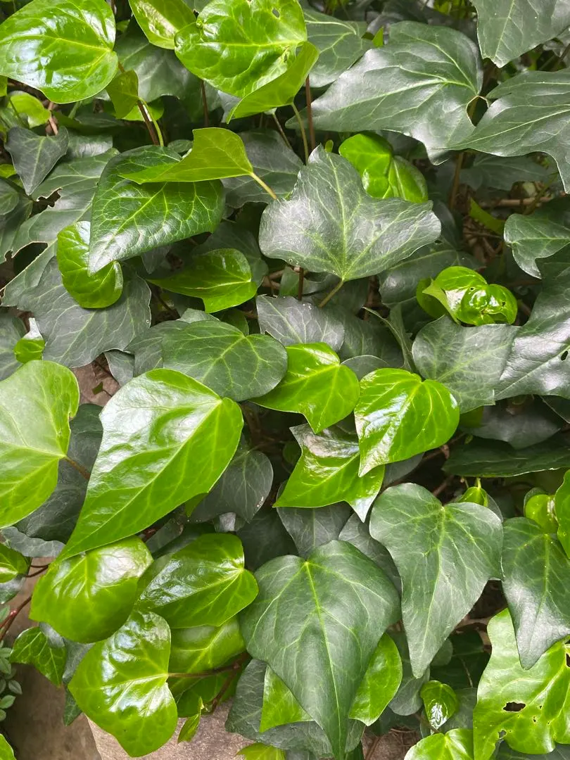 ⭐️専用⭐️観葉植物 斑入りオカメヅタ 新芽カット苗 5本 挿し穂 ガーデニング 2025年最新】オカメヅタの人気アイテム - メルカリ