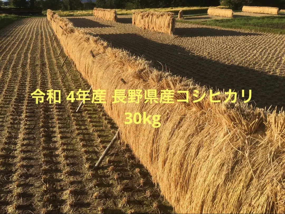 2025年最新】古米 令和4年の人気アイテム - メルカリ