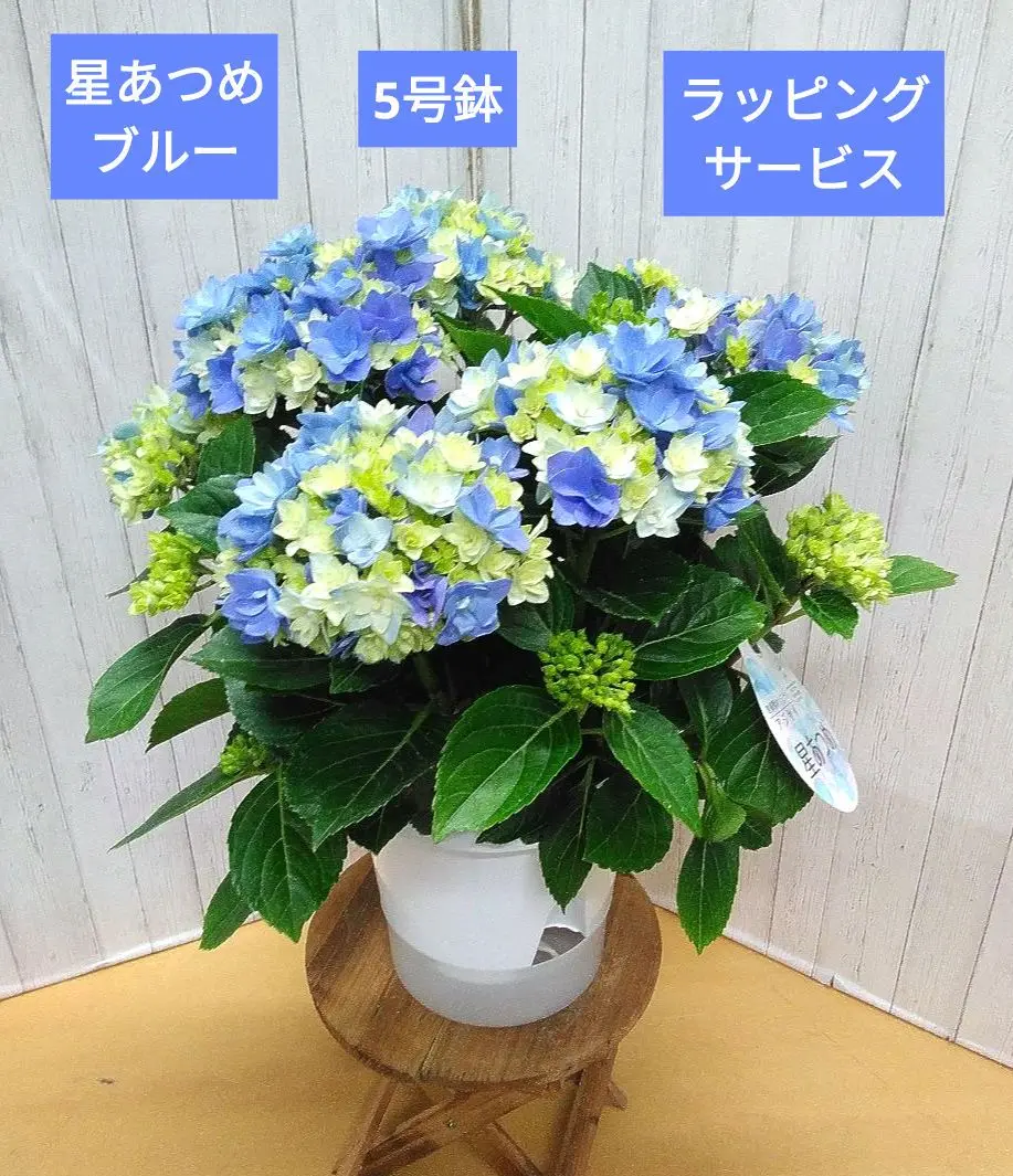 Mee様専用です♪2点セット！パッションフルーツ 星あつめ 紫陽花