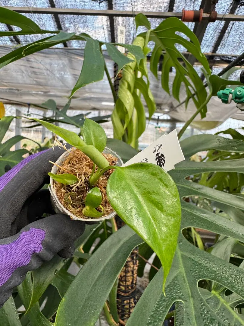 2025年最新】モンステラシエラナの人気アイテム - メルカリ