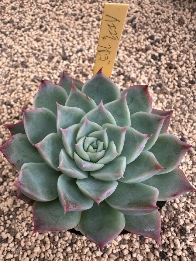 2025年最新】miyaさん苗の人気アイテム - メルカリ