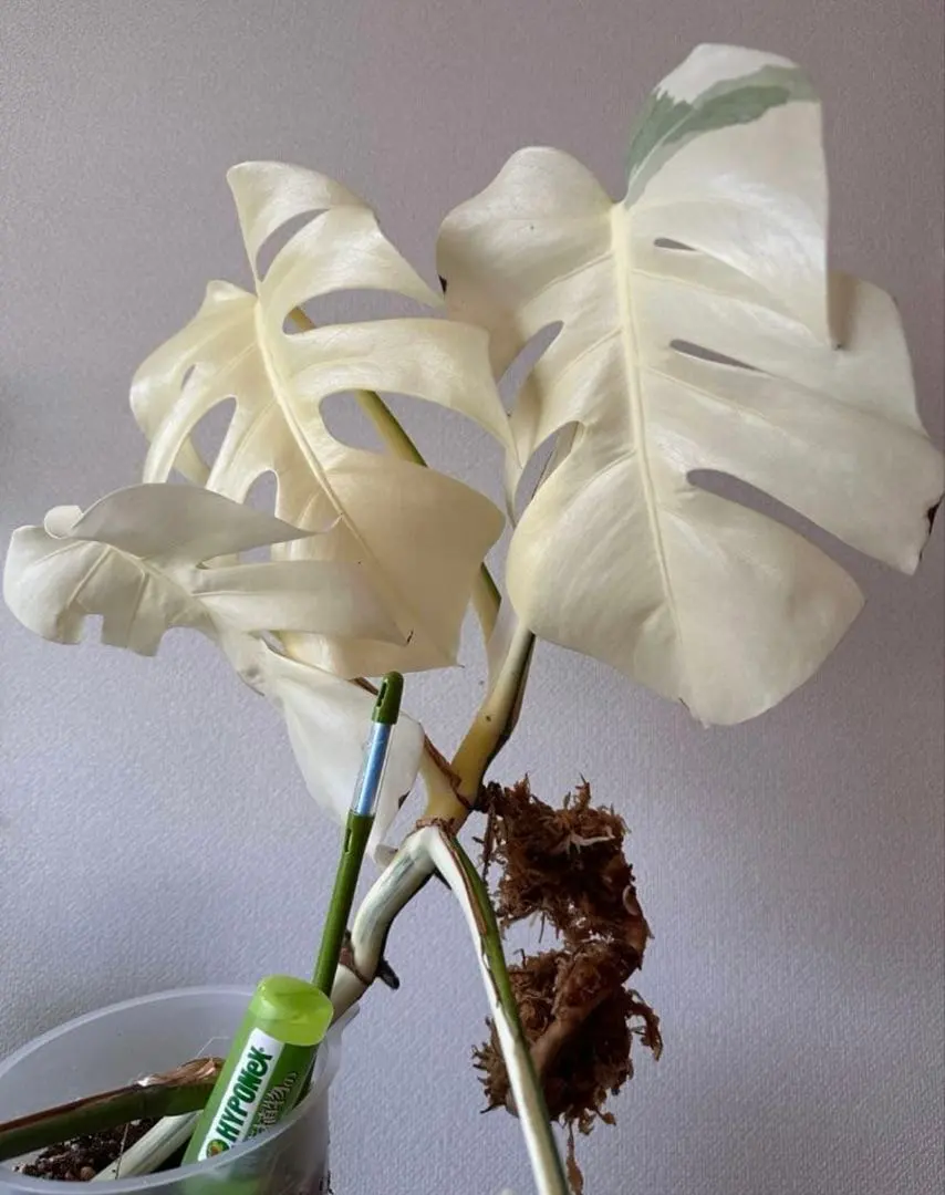 2025年最新】ボルシギアナ ミントの人気アイテム - メルカリ