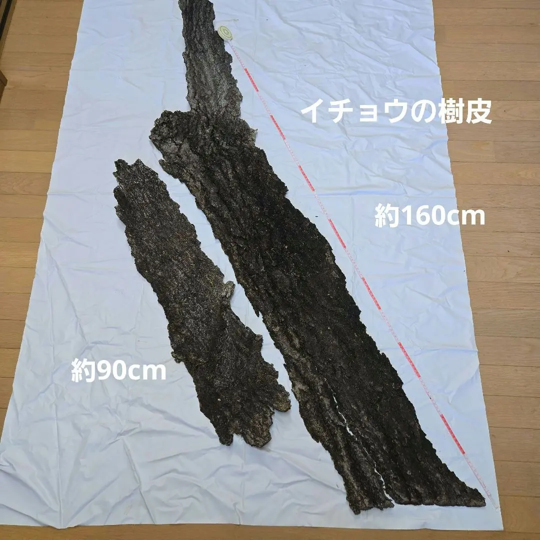 樹皮◆銀杏◆① 的縮圖