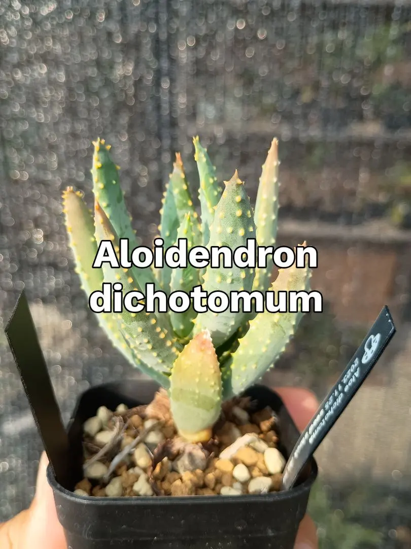 2025年最新】ディコトマ アロエの人気アイテム - メルカリ