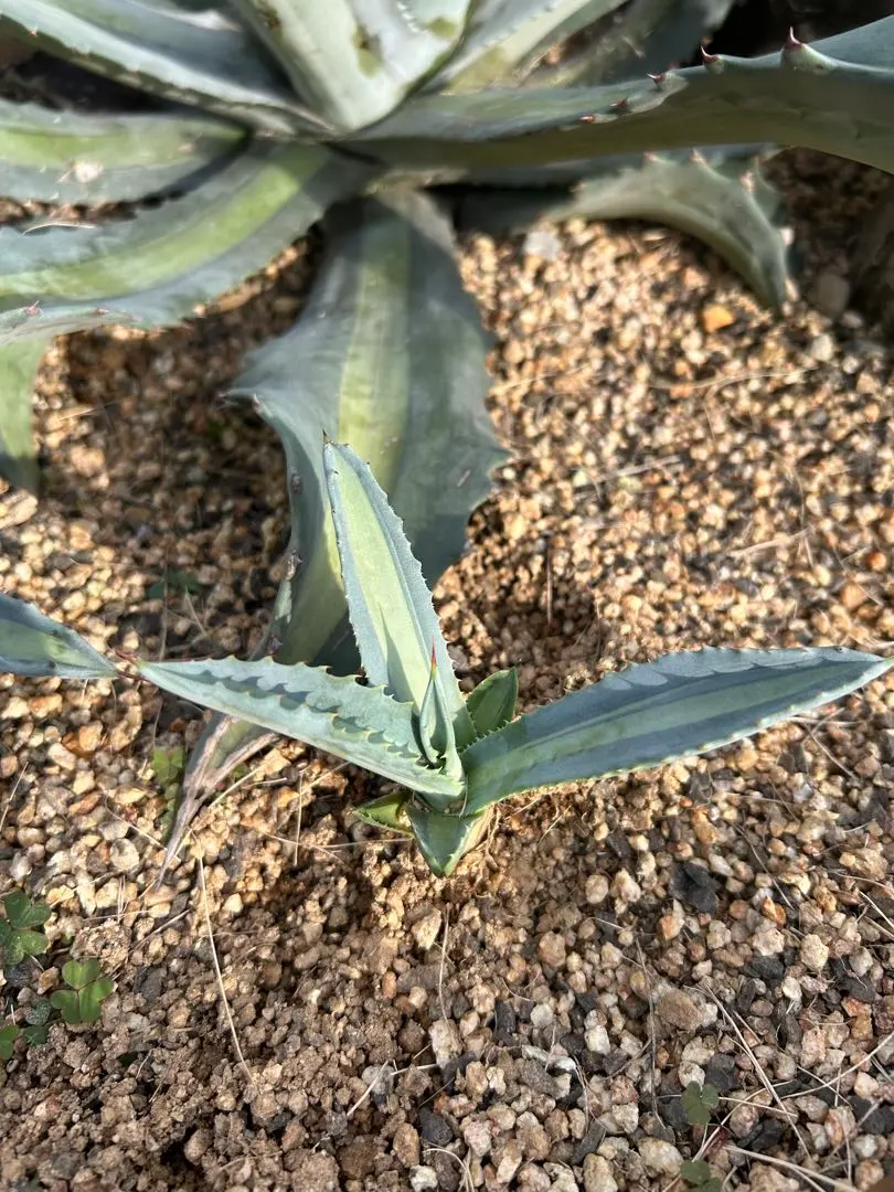 2025年最新】クレイジーホース アガベの人気アイテム - メルカリ