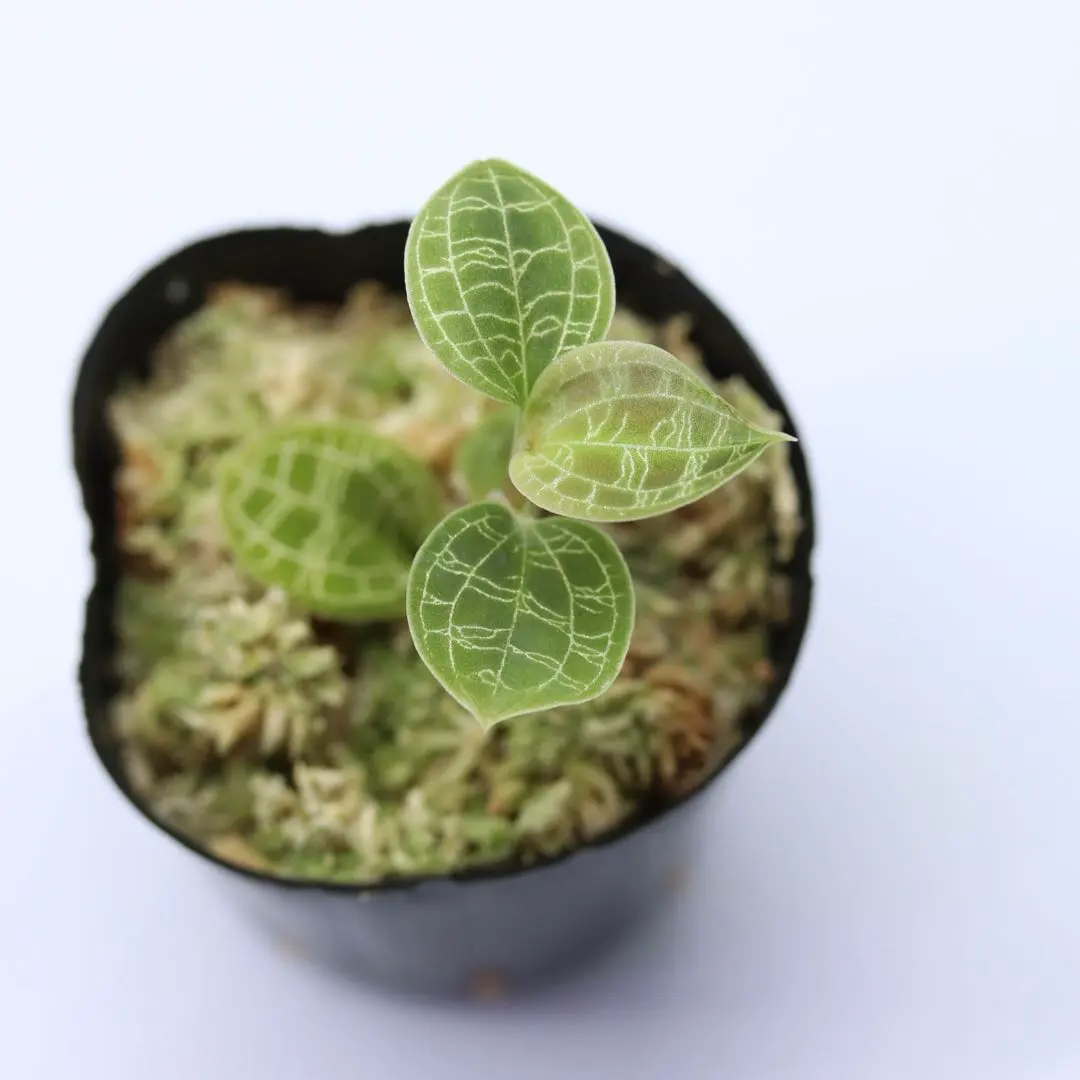 2025年最新】マコデスペトラ ジュエルオーキッドの人気アイテム