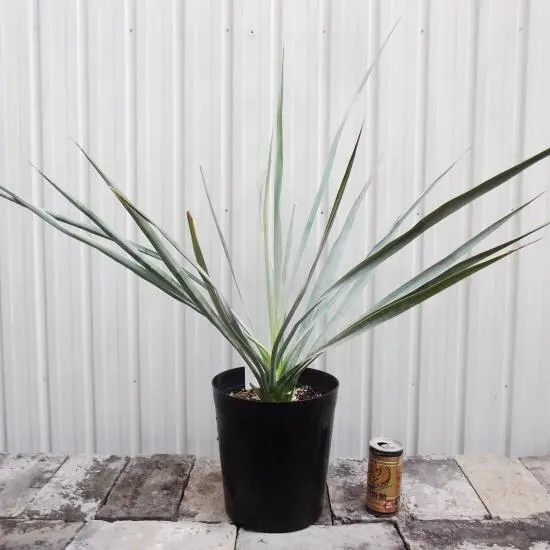 専用出品 特割 ユッカリギダ (の) 専用出品 特割 ユッカリギダ (の) 2025年最新】ユッカリギダの