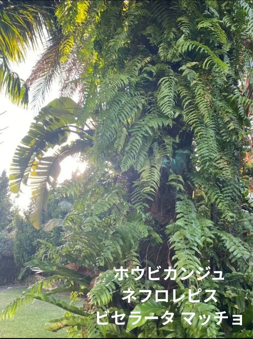 ホウビカンジュ　鳳尾貫衆　ネフロレピス　沖縄産　鉢ごと発送 ホウビカンジュ