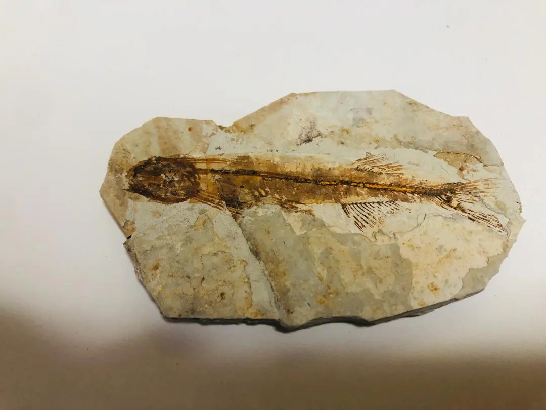 2025年最新】中国 魚 化石の人気アイテム - メルカリ
