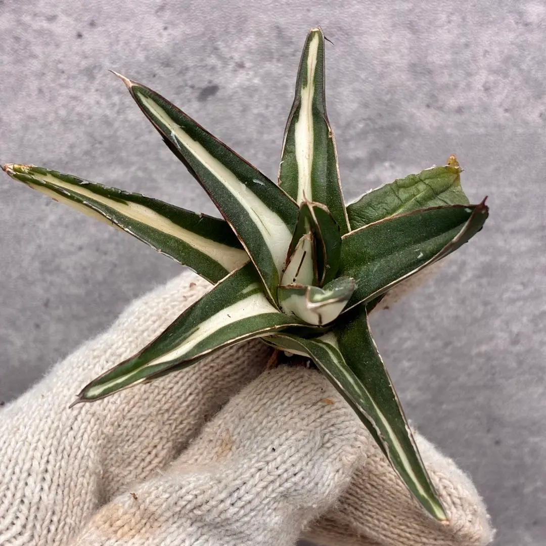 2025年最新】氷山 中斑の人気アイテム - メルカリ