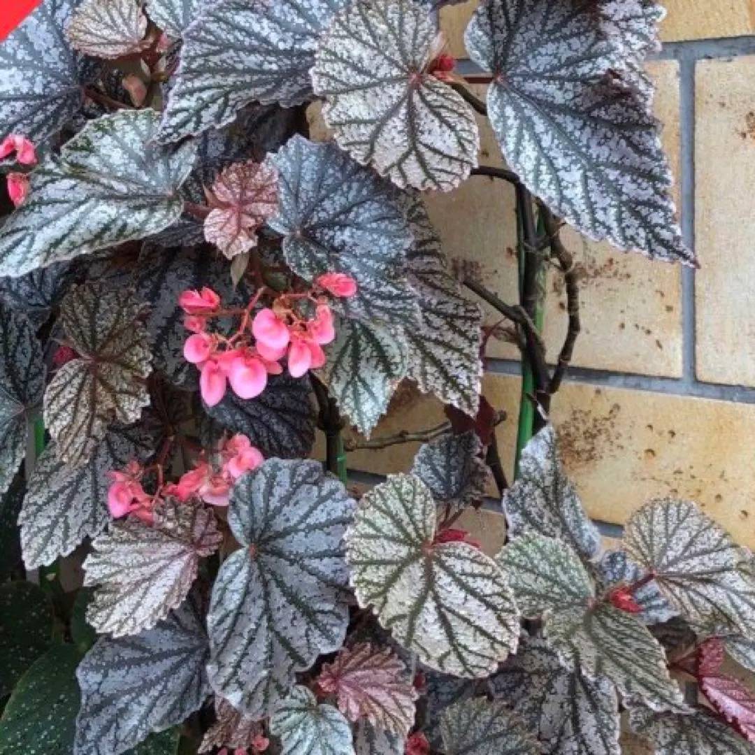 ベゴニア アキ ベゴニア アキ Begonia AKI｜Yahoo!フリマ（旧PayPayフリマ）