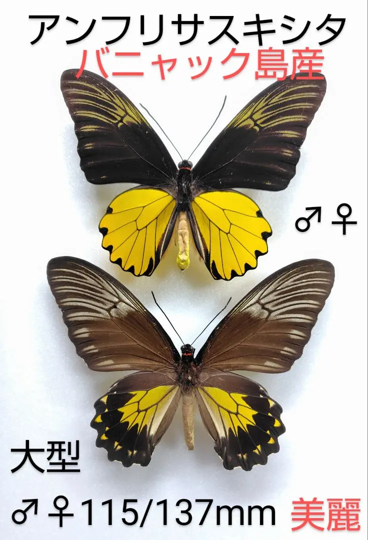 2025年最新】キシタアゲハの人気アイテム - メルカリ