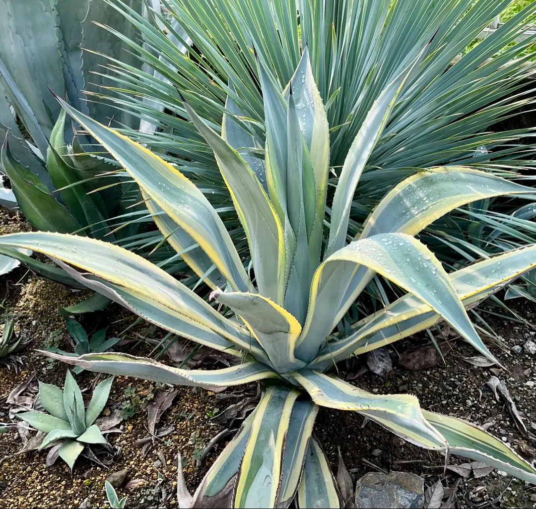 アガベ　フランゾシニー錦　黄覆輪　ソートゥース　激レア アガベ フランゾシニー錦 黄覆輪 ソートゥース 激レア 中株②