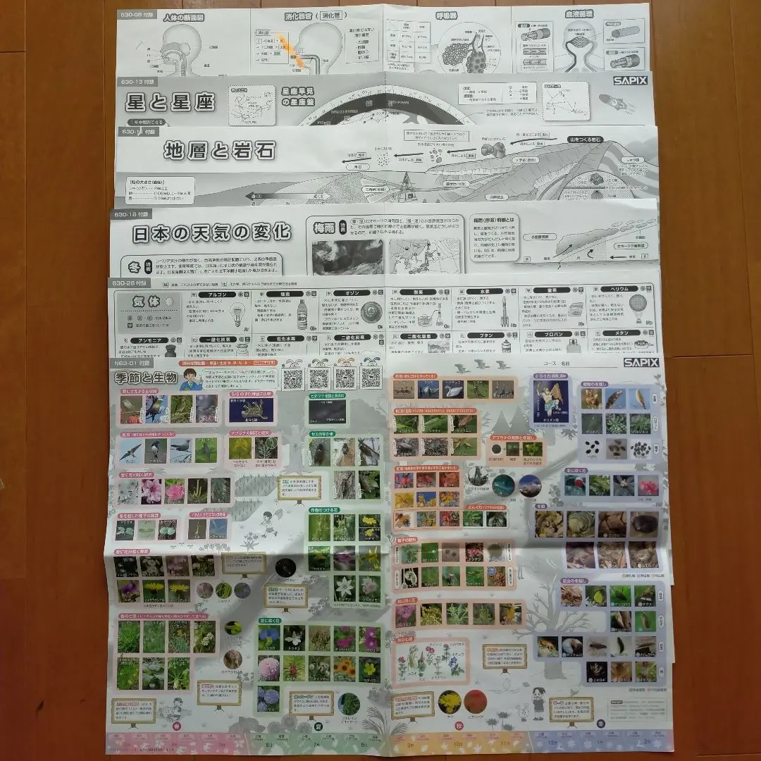 サピックス6年　動物・植物カードと理科ポスター　6枚セット SAPIX サピックス6年動物・植物カード理科ポスター6枚セット