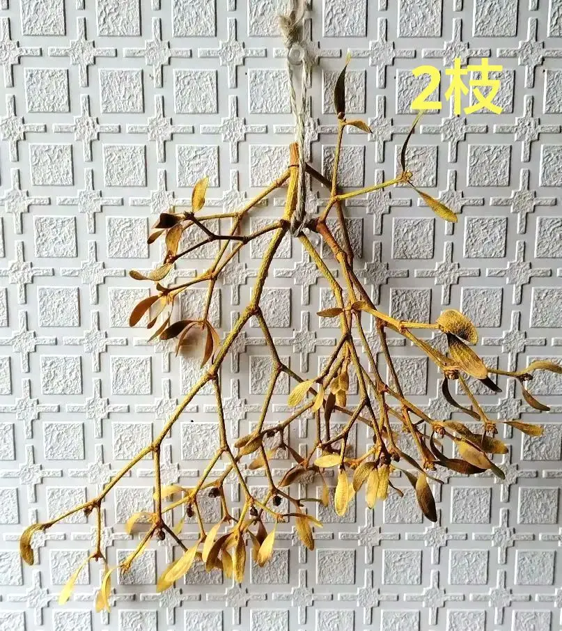 2025年最新】ヤドリギ ドライの人気アイテム - メルカリ