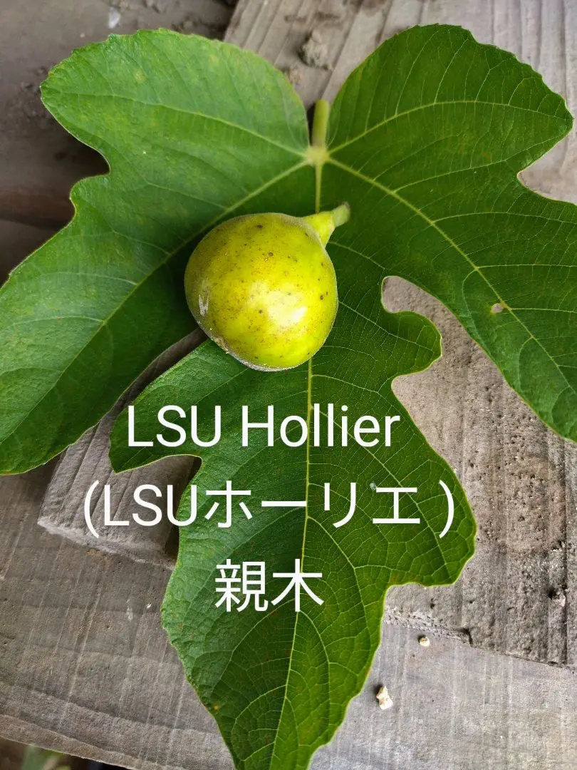 イチジク実付き大苗　 L S U Hollier LSU Hollier Fig(LSUホーリエ イチジク)の特徴・味・耐寒性