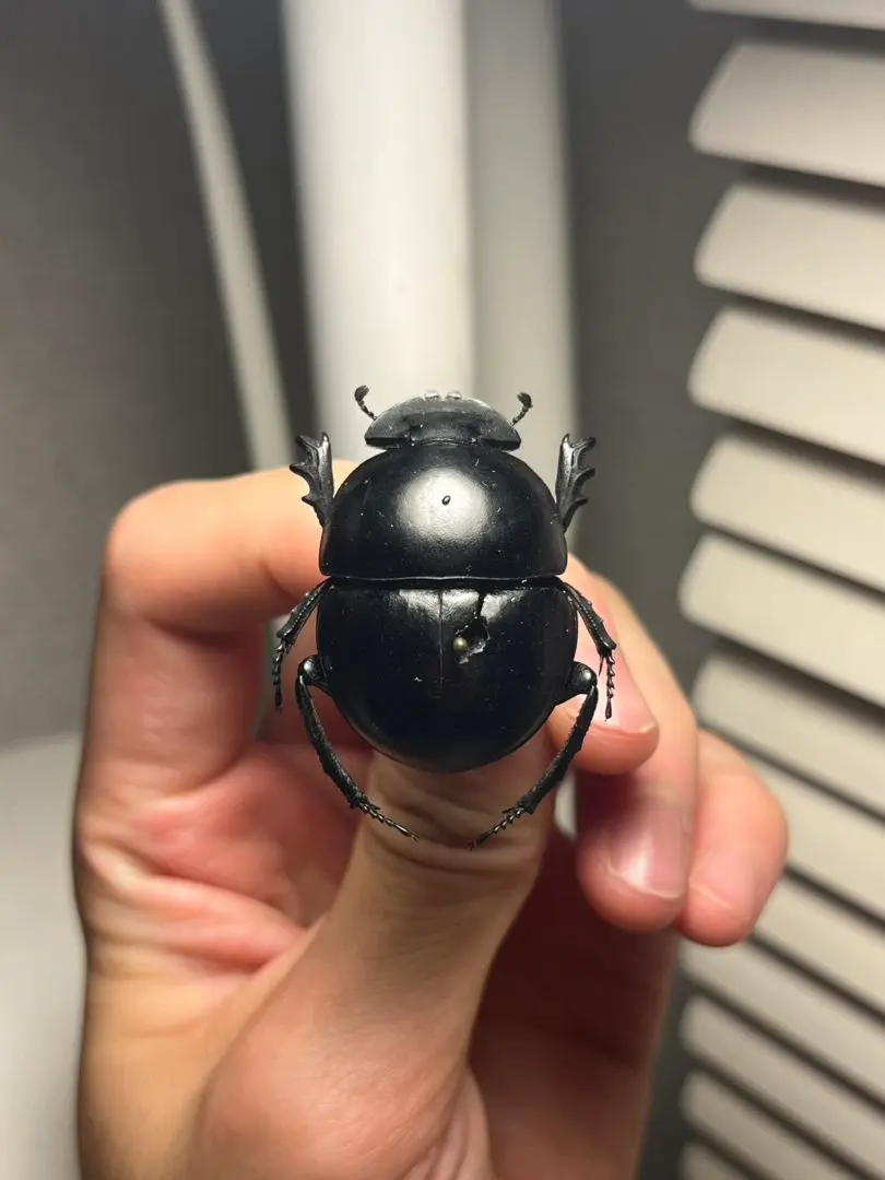 フンコロガシ　標本 2025年最新】フンコロガシ 標本の人気アイテム - メルカリ