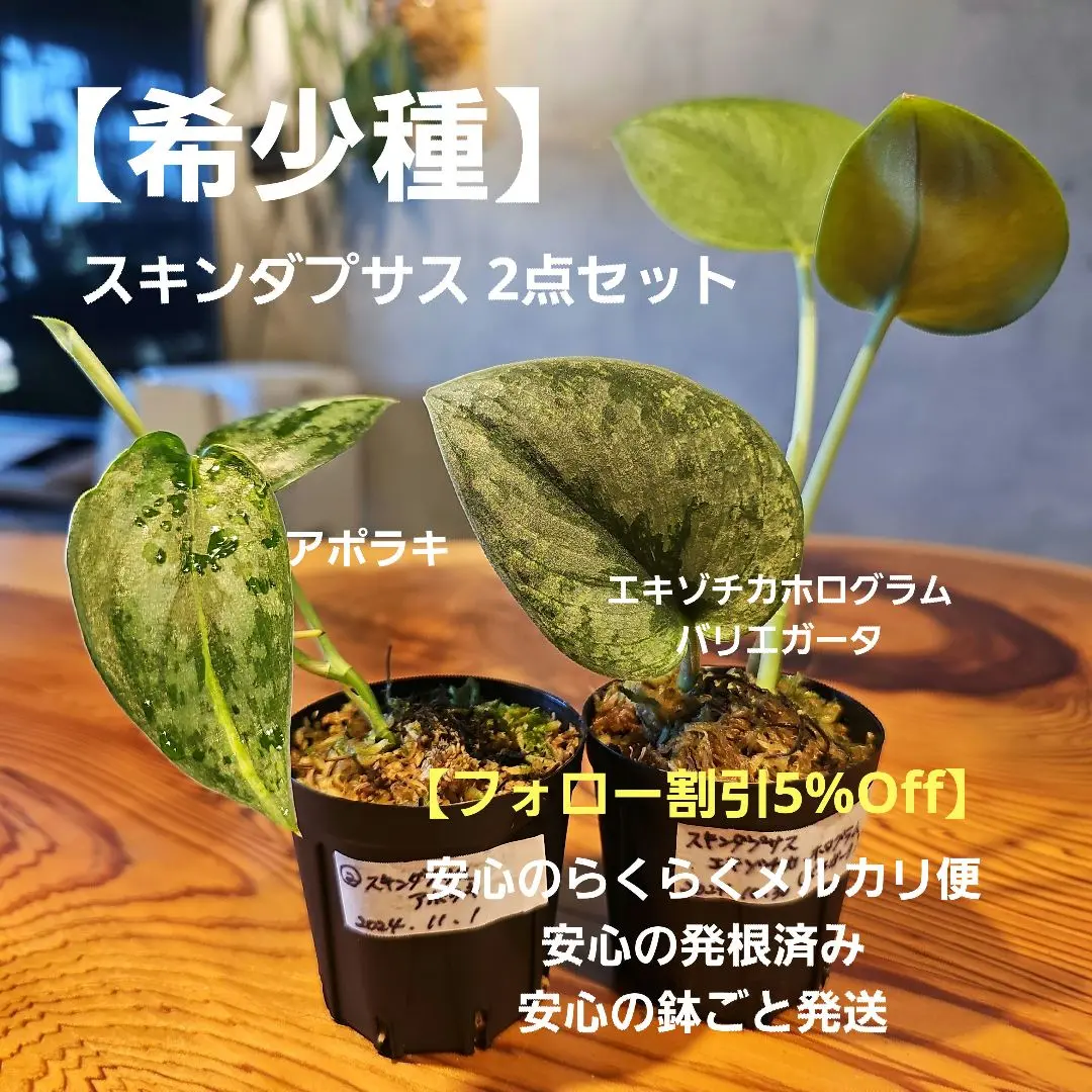 スキンダプサス　セット A2 スキンダプサス セット A2