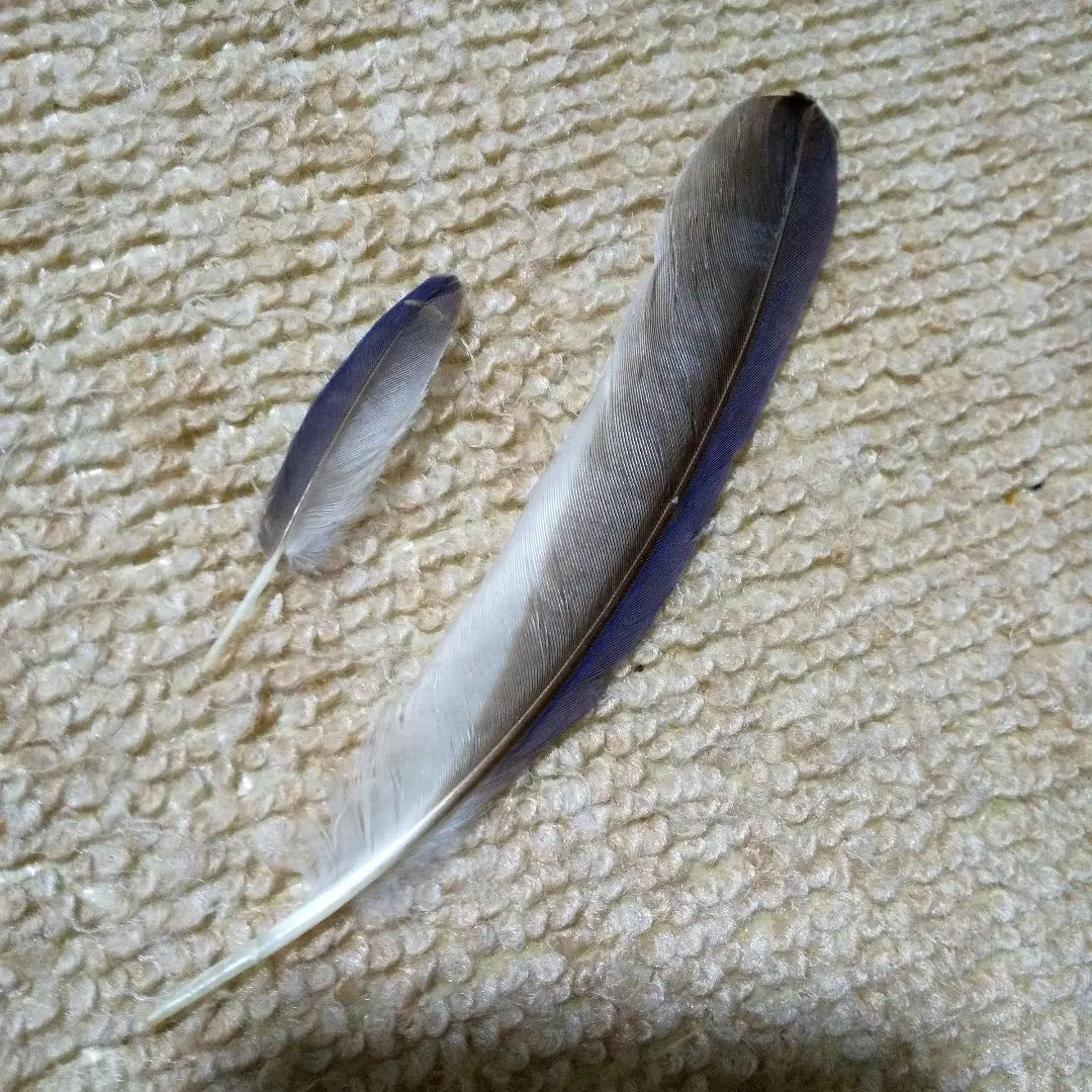 Thumbnail of Bird feathers ⭐️ Sanjaku feathers beautiful