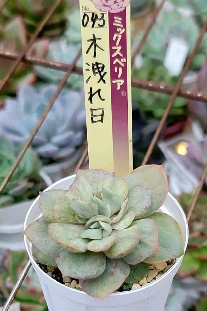 ❤️確認用❤️★B ミックスベリア❤️霜飾り❤️抜き苗♪      ✨メルカリ便✨札なし 多肉植物 ミックスベリア おらいさん苗 円 ② 札なし - メルカリ