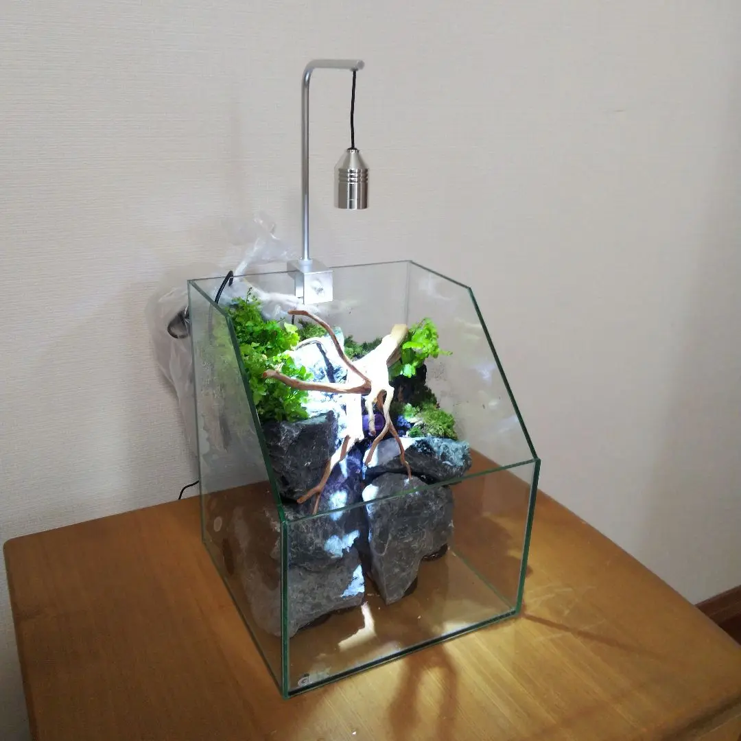 zyz【アクアテラリウム完成品】一点物処分価格 楽天市場】アクア テラリウム 完成 品（種類（植物）アリウム