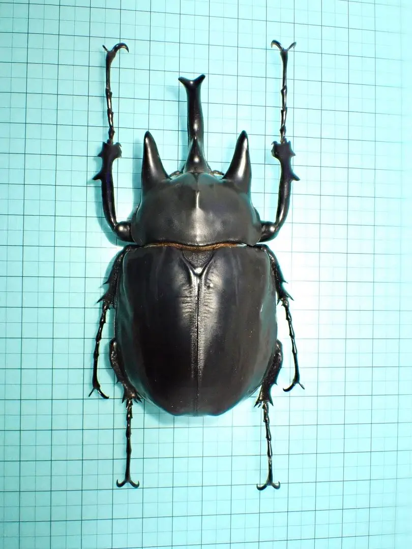 2025春の新作 2025年最新】アクティオンゾウカブト標本の人気アイテム - メルカリ 標本