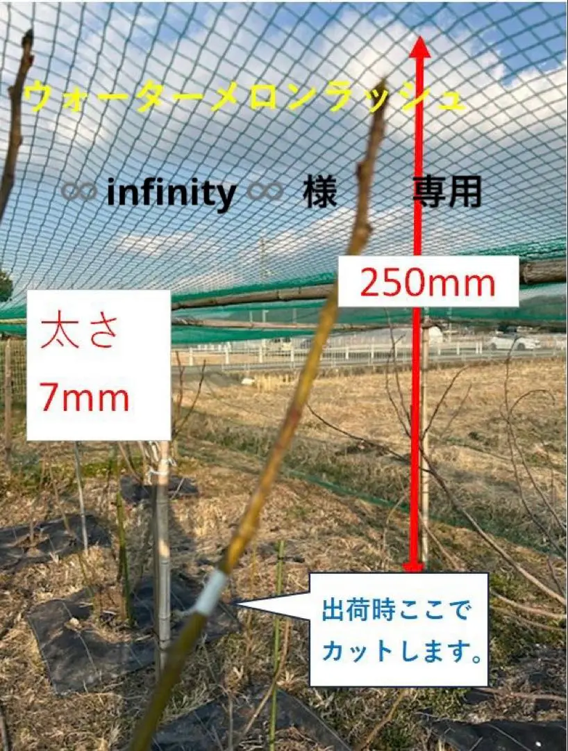 ☆☆週末限定☆☆人気の苗木2つセット【ウォーターメロンラッシュ&バッタリア】 週末限定人気の苗木2つセット【ウォーターメロンラッシュ