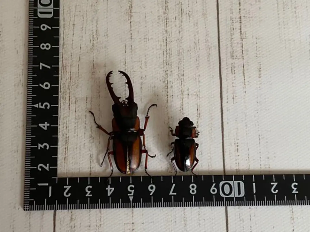 2025年最新】サバゲノコギリクワガタの人気アイテム - メルカリ