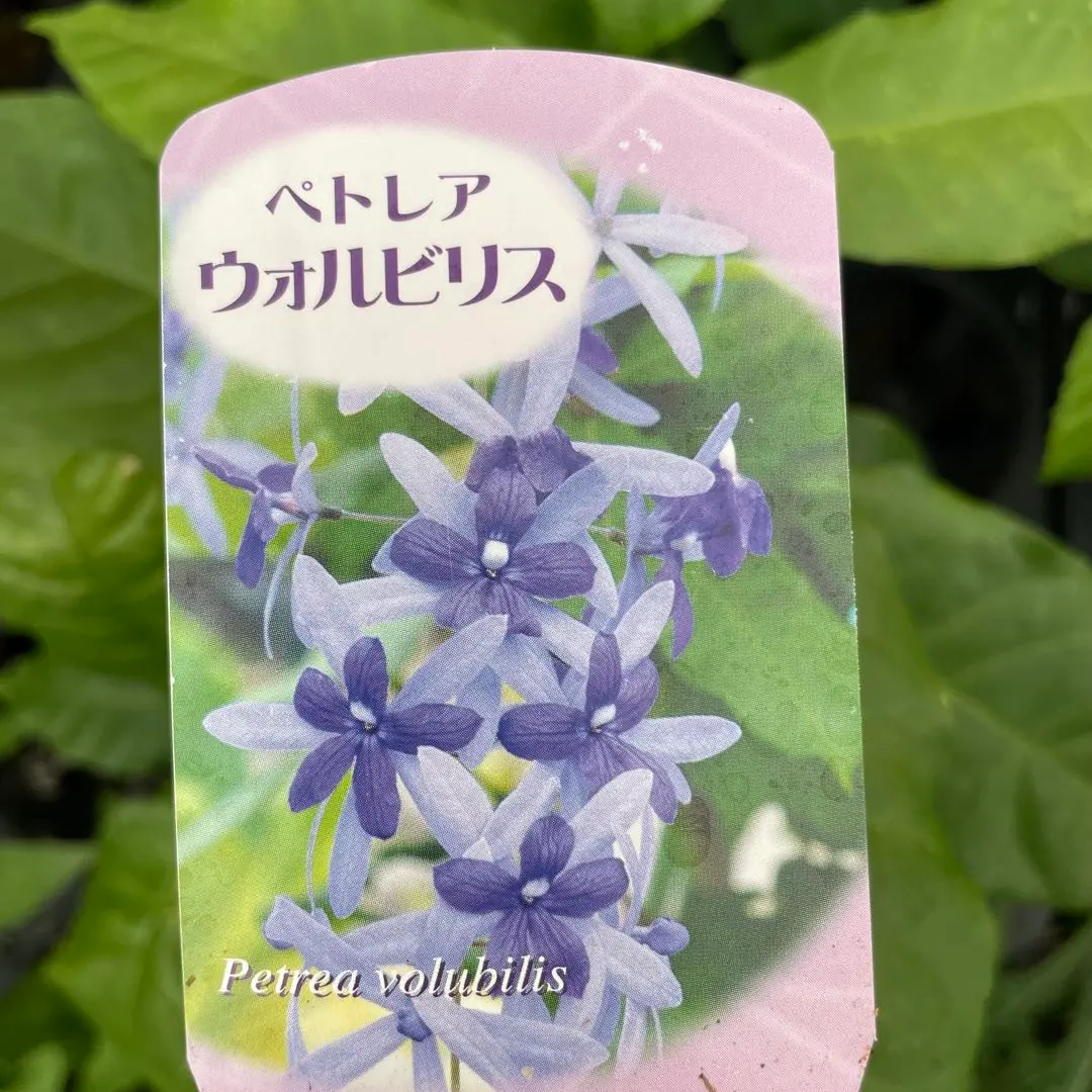 2025年最新】ペトレア・ヴォルビリスの人気アイテム - メルカリ