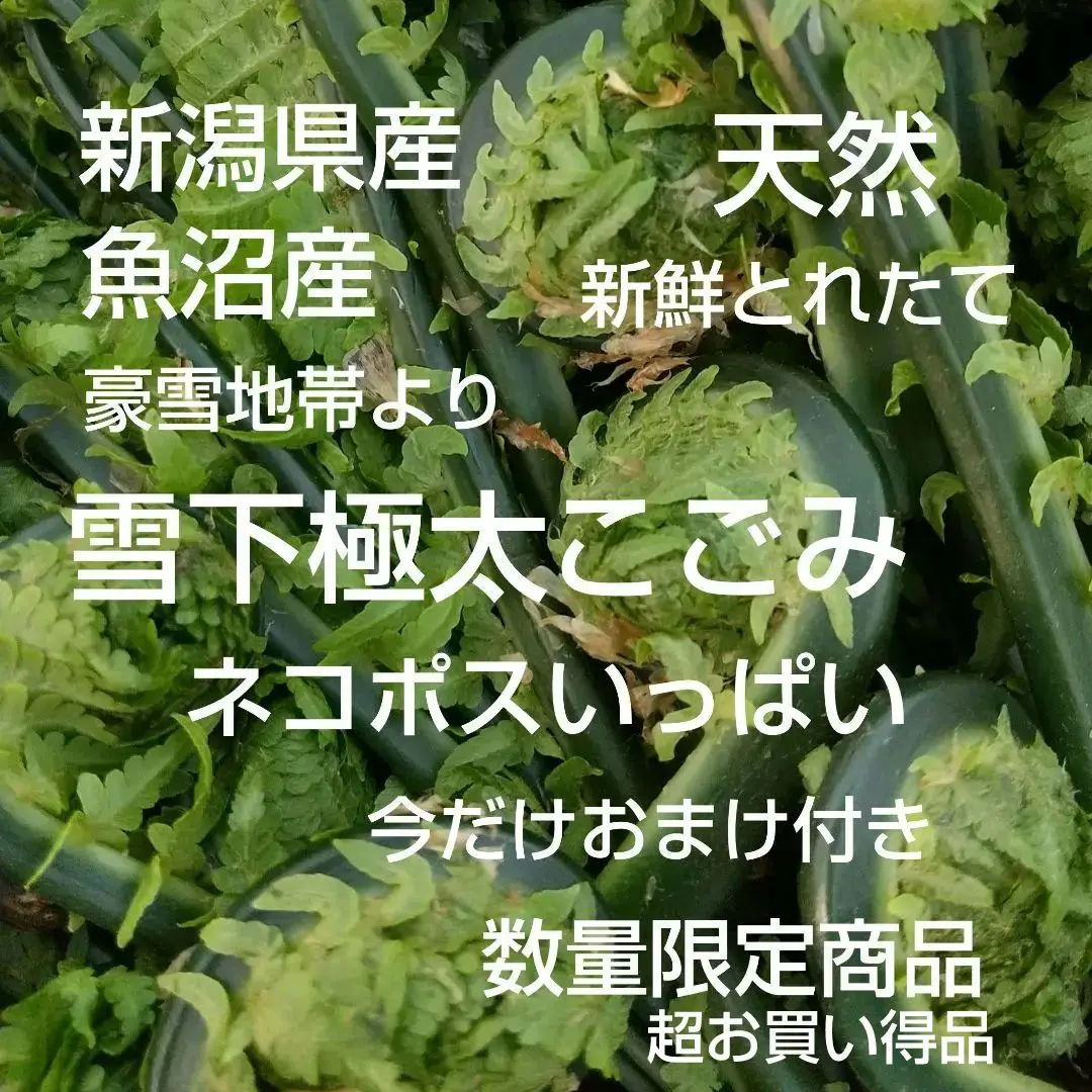 ぜんまい煮物.jpg