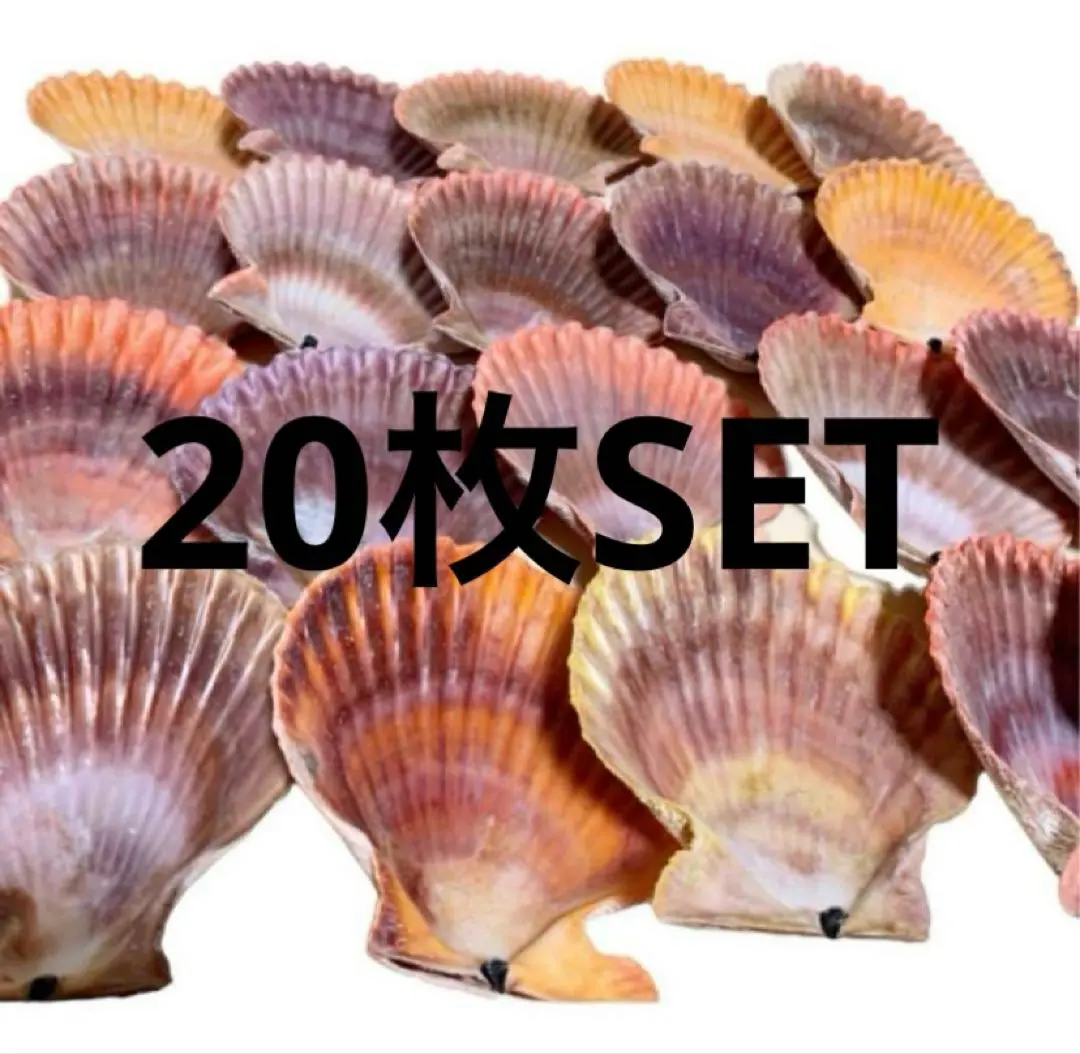 貝殻の装飾品　ヒオウギ貝 760gおまとめセット 2025年最新】ヒオウギ貝 貝殻セットの人気アイテム - メルカリ