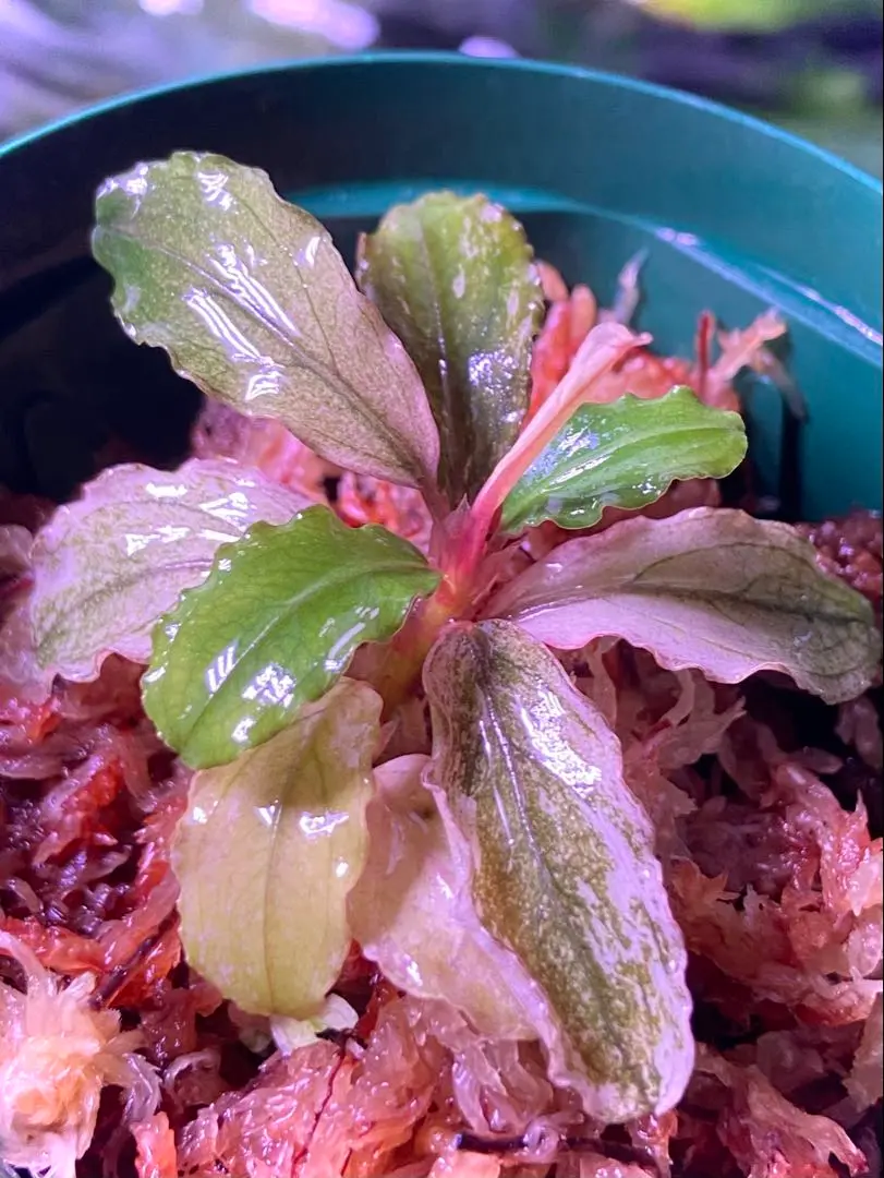 Bucephalandra sp. Aurora KN便　子株　② Yahoo!オークション - Bucephalandra sp.”Aurora” KN便 水上葉 1