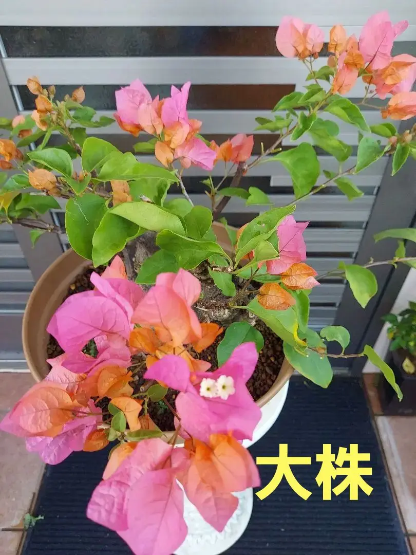 琉球盆栽　ブーゲンビリア 盆栽 懸崖（キャンドル） ブーゲンビリア盆栽 懸崖 キャンドル （Yahoo!オークション