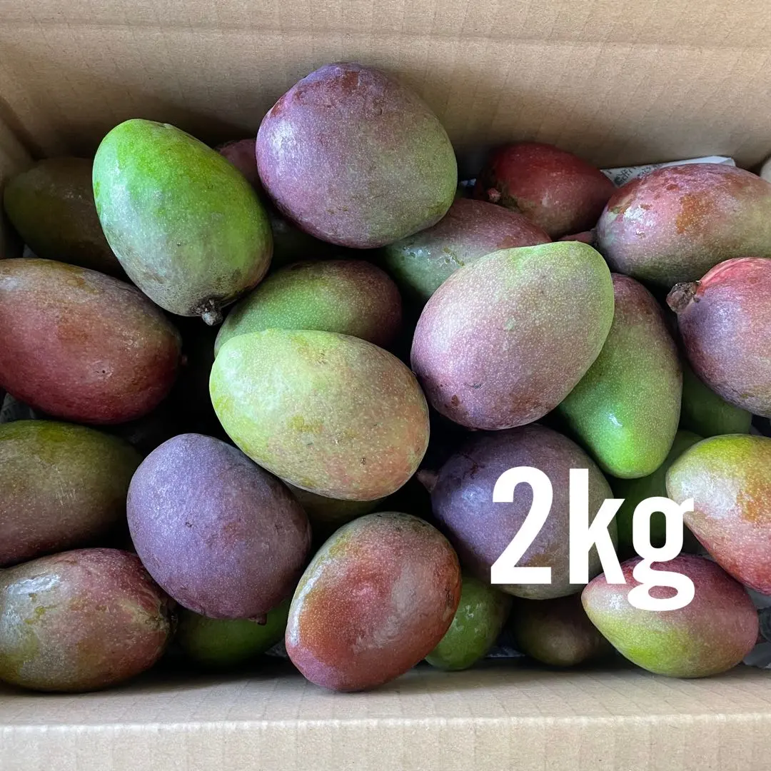 摘果マンゴー 2025年最新】摘果マンゴーの人気アイテム - メルカリ