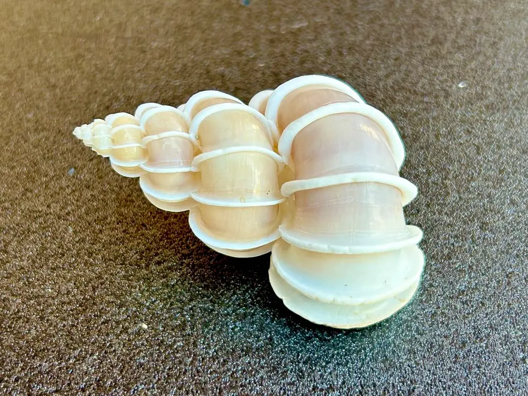 貝標本　70.7mm超特大　オオイトカケガイ 貝標本70.7mm超特大オオイトカケガイ